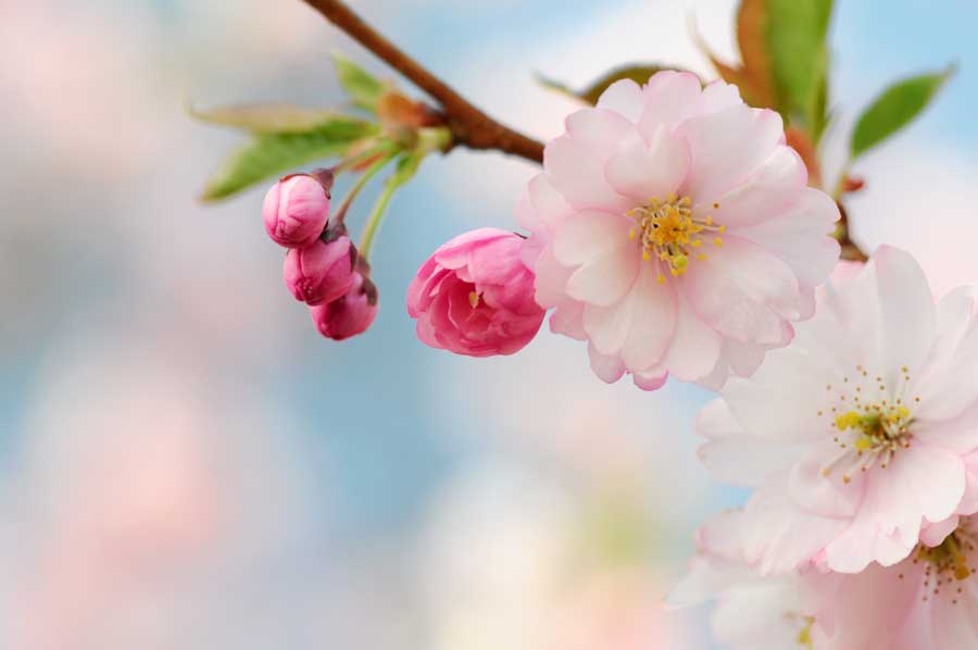 Cherry blossom branch