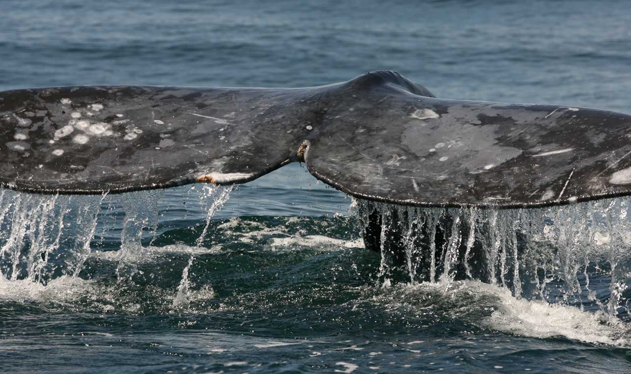 Whale Tail